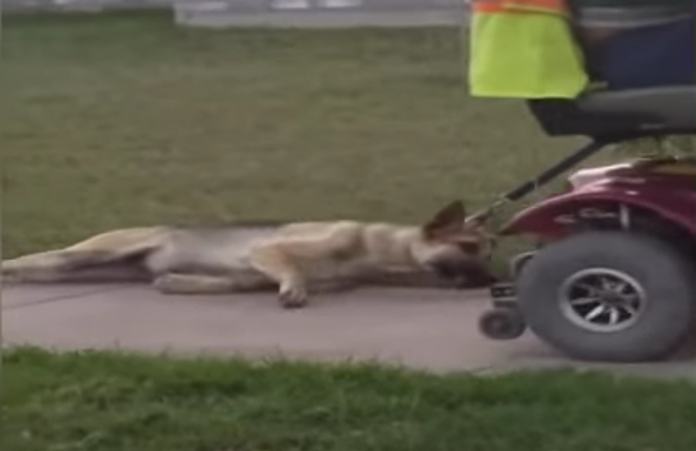 Texas Man Arrested for Dragging Dog Behind His Scooter