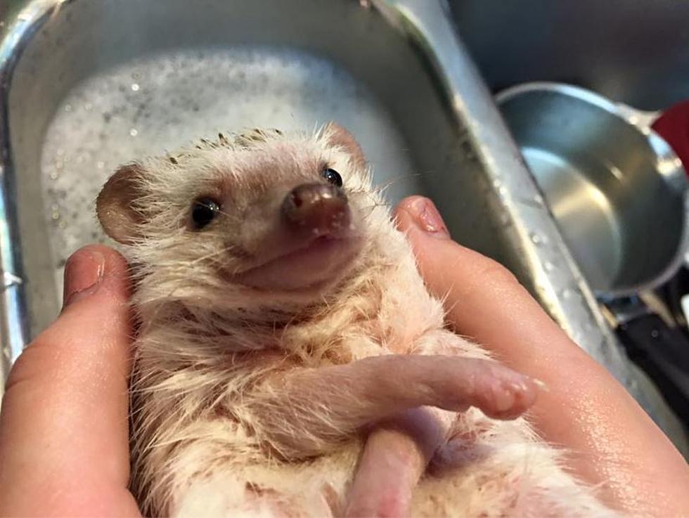 National Pets Day – Meet Sammie The Hedgehog