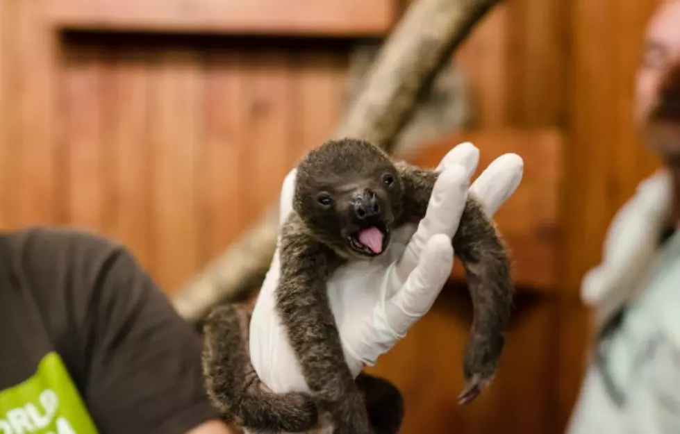 Texas-born Baby Sloth Takes Awwww to the Next Level