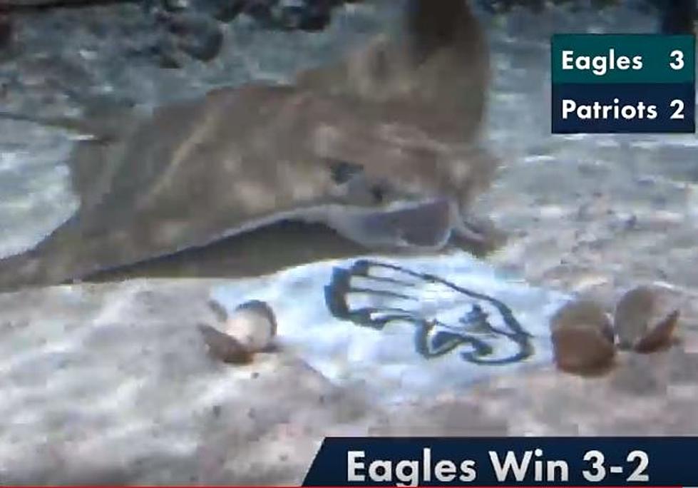 The Eagles Win the Super Bowl According to Moody Gardens Sting Rays