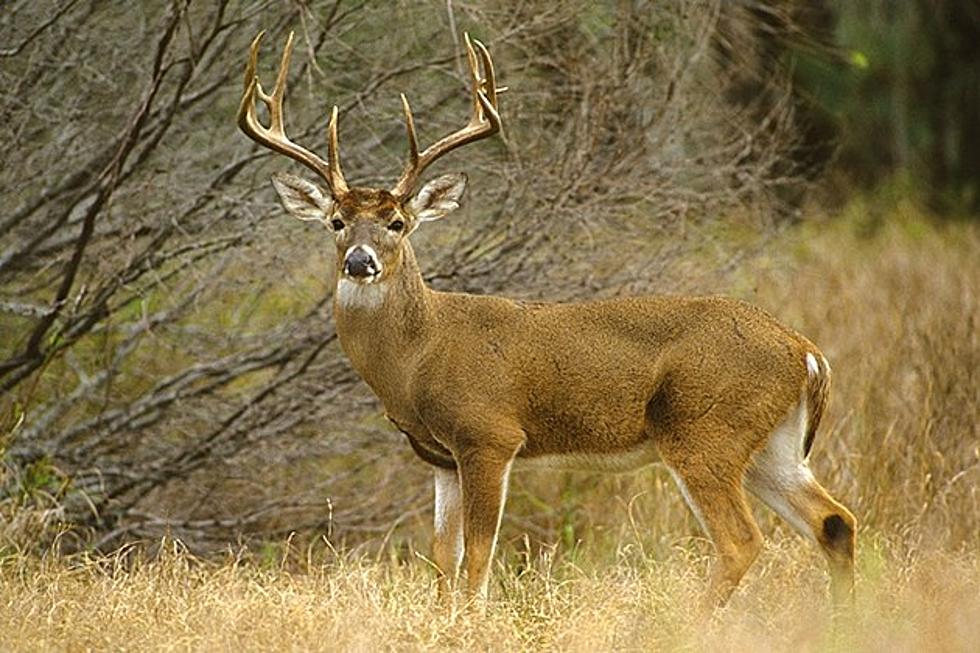 Many Hunting Licenses are About to Expire