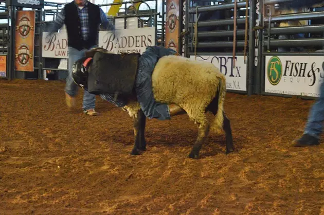 Mutton Busters Drawn for Nacogdoches Pro Rodeo and Steer Show