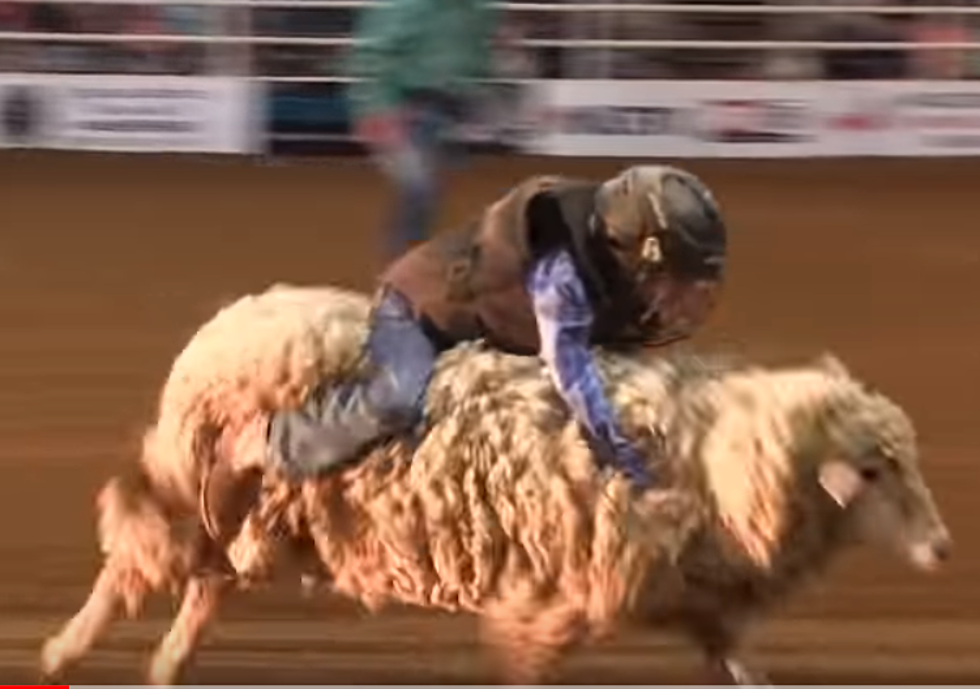 Video from Mutton Busting at Night 3 of the Nacogdoches Rodeo