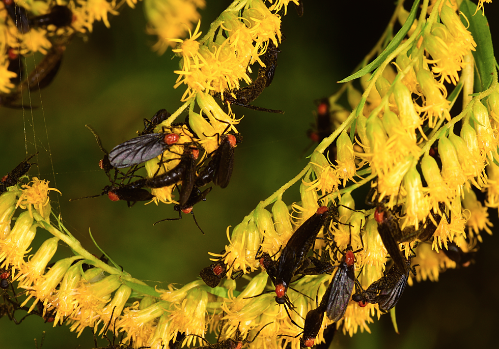 8 Myths About Love Bugs &#8211; A Science Experiment Gone Wrong