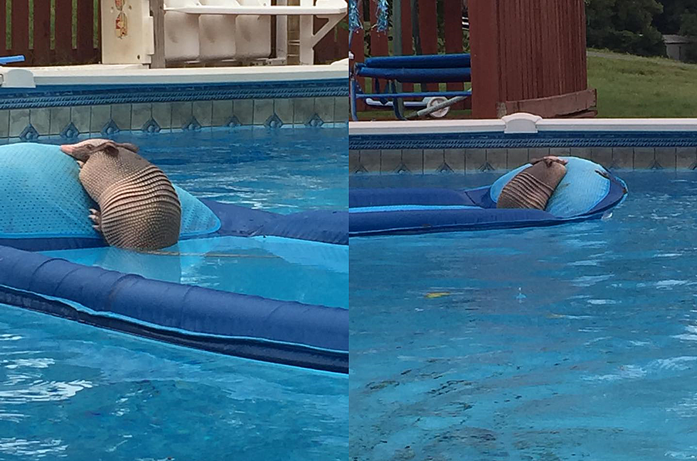 Only in East Texas: Armadillo Catches Rays in Nacogdoches Pool