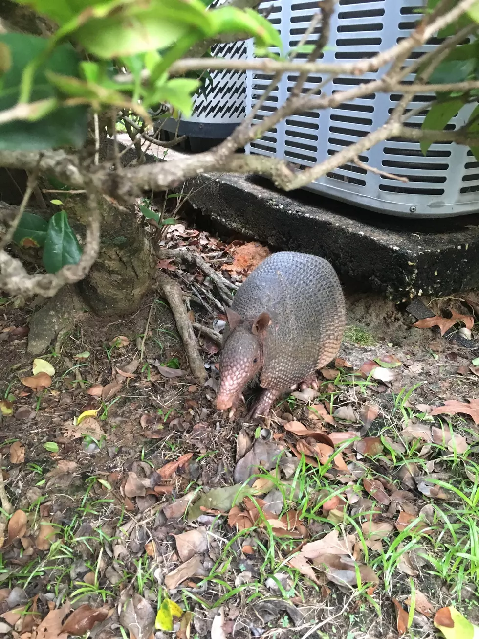 Mini-Mammal Spotted Outside Local Apartments – What’s He Up To?