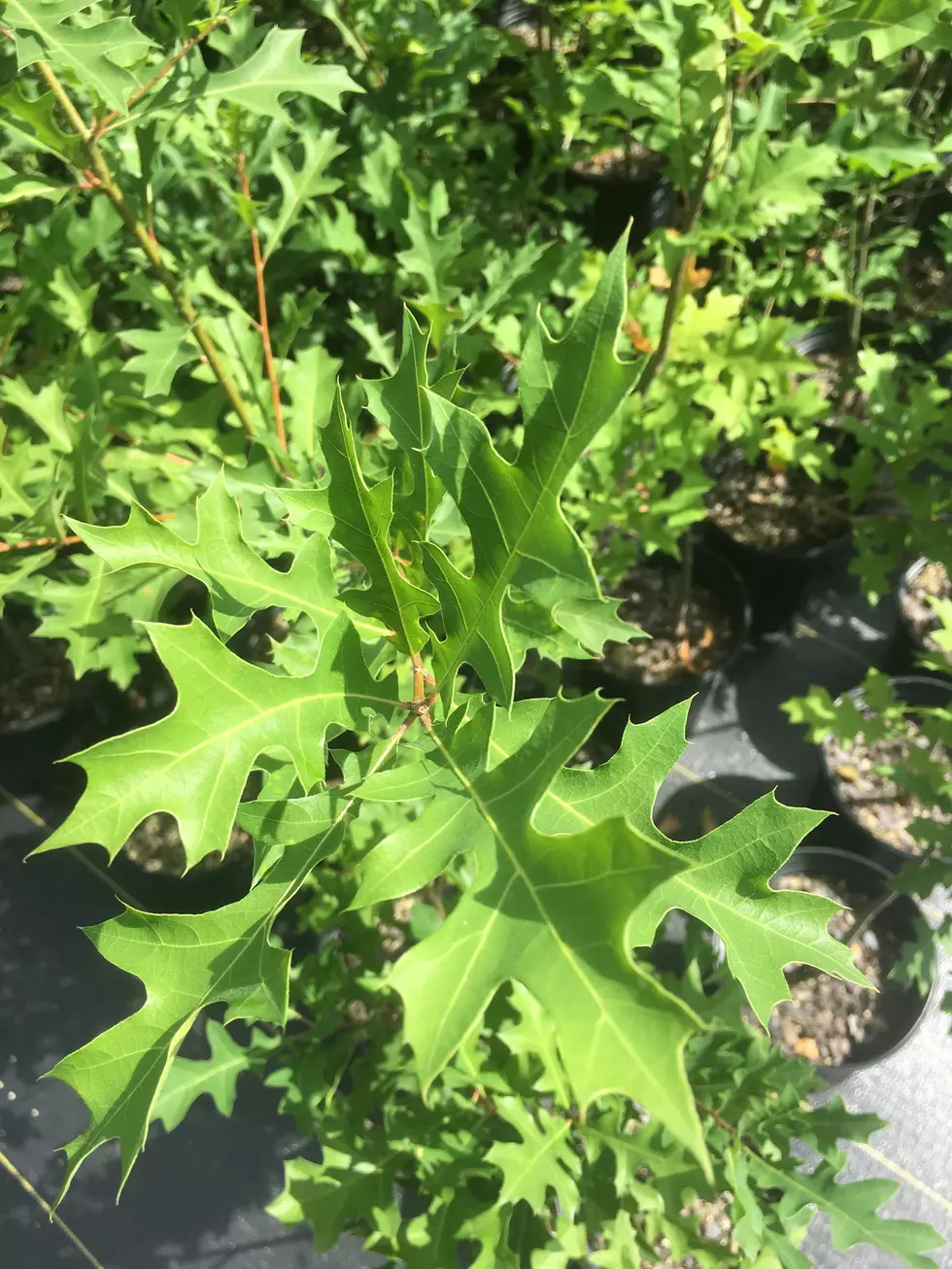 SFA Fall Plant Sale Is Coming THIS Weekend!