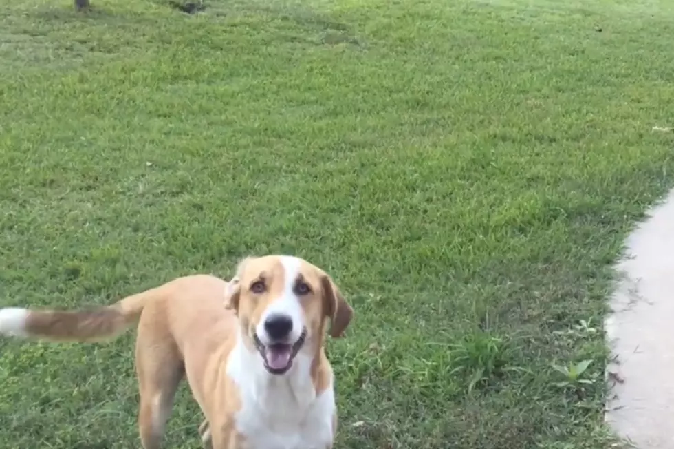 See How a Once Abandoned Puppy Shows Her Unconditional Love