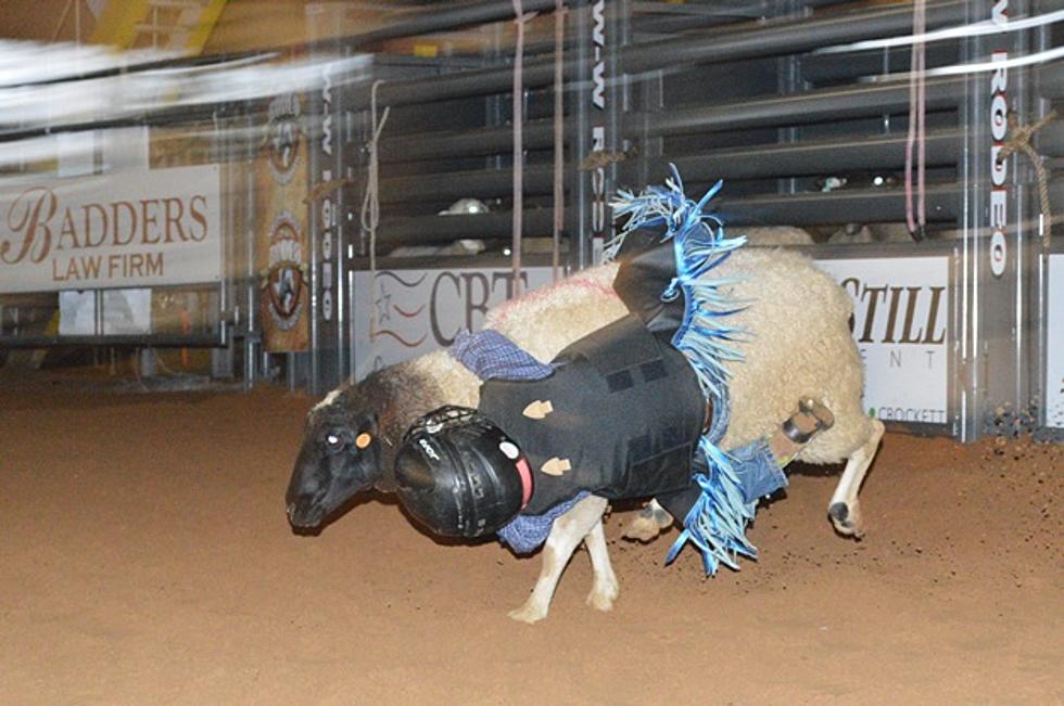 Register Your Kids for Mutton Bustin’ at the Nacogdoches Rodeo