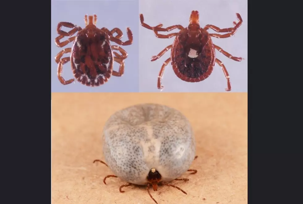 Carnivores beware of this tick