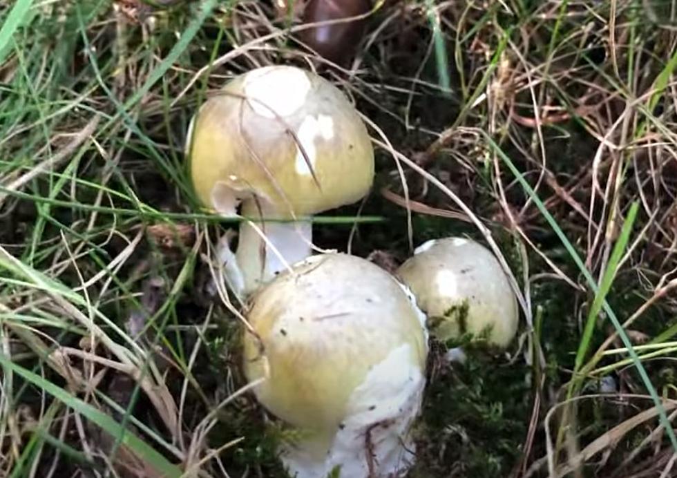 World's Deadliest Mushroom is in East Texas