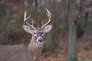 Why Deer Season Looks Promising for East Texas Hunters