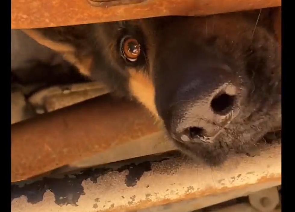 Lufkin First Responders Rescue German Shepherd Stuck Under Truck