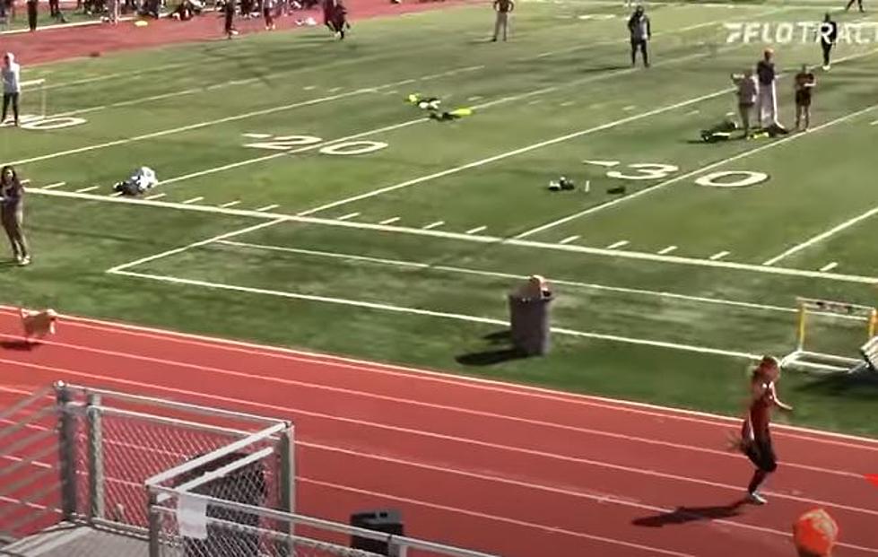 Dog Escapes onto Track, Chases Down Leader at Finish Line