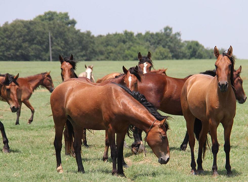 You Can Adopt These Majestic Beauties This Weekend in Nacogdoches