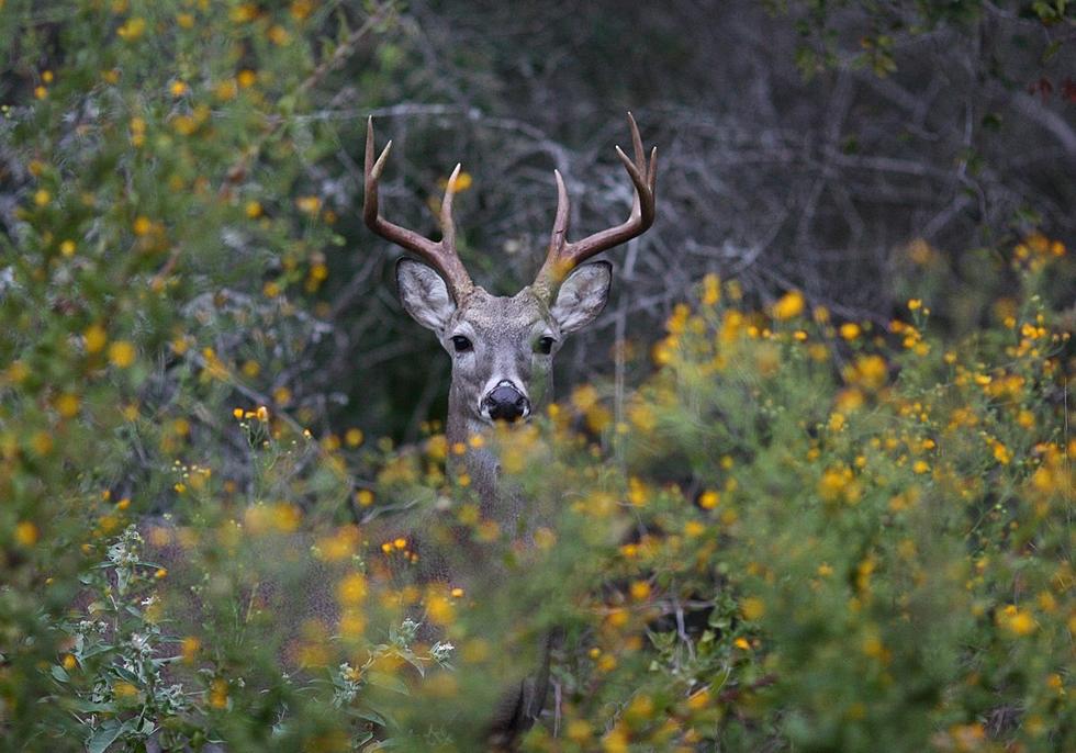 Biologists Optimistic for Epic WhiteTailed Deer Season in Texas