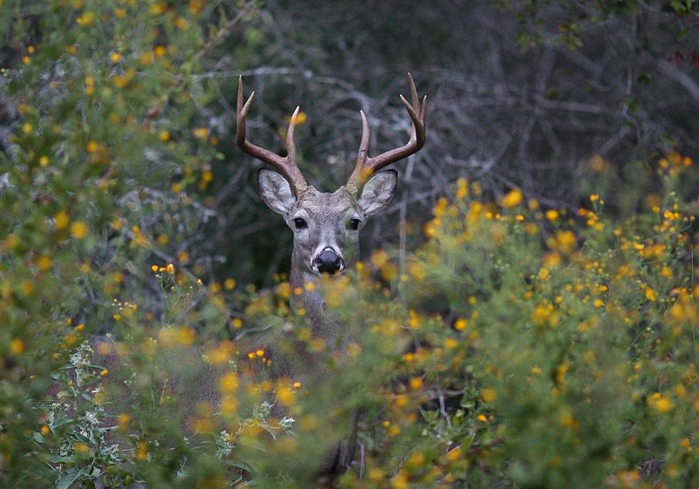 Biologists Optimistic for Epic White-Tailed Deer Season in Texas