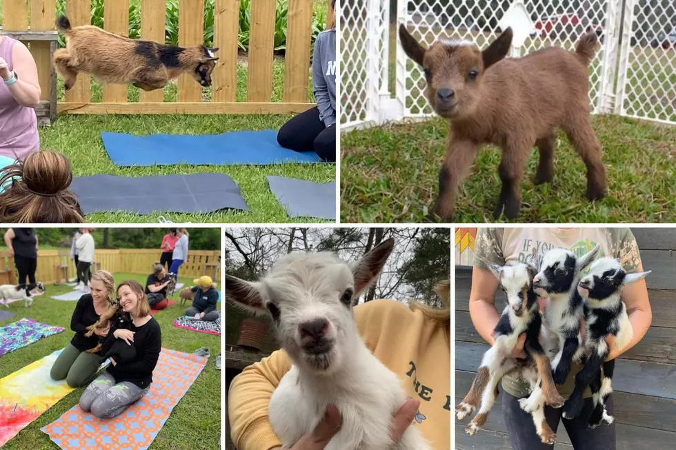 You Gotta Try Goat Yoga This Saturday in Nacogdoches