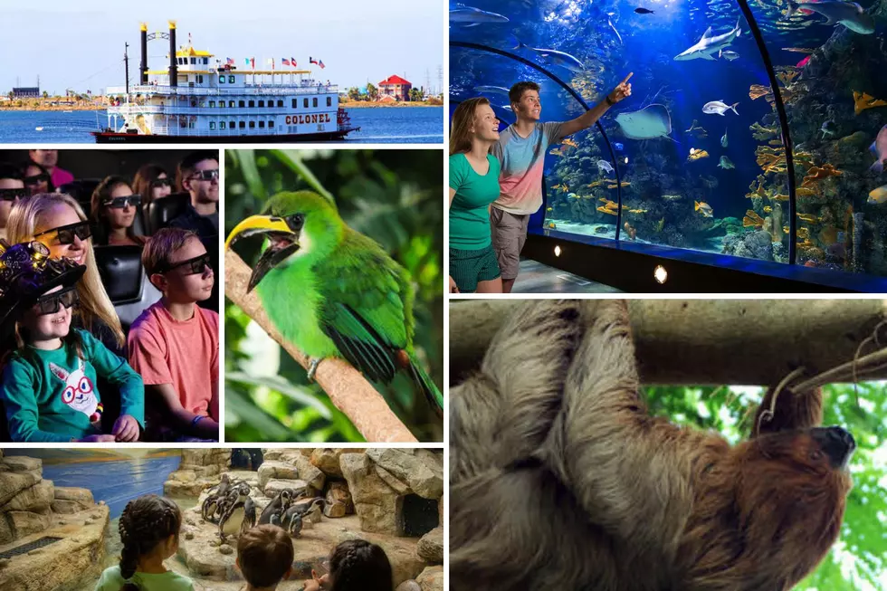 Win A Family Four Pack of Tickets to Moody Gardens in Galveston