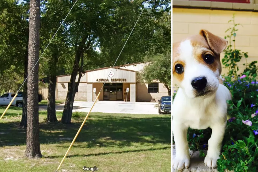 Surge in Deadly Virus Causes Closure of Lufkin Animal Shelter