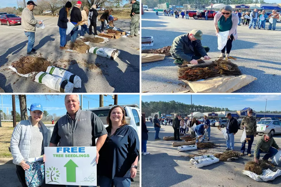 Time Again for the Free Tree Seedling Giveaway in Lufkin, Texas