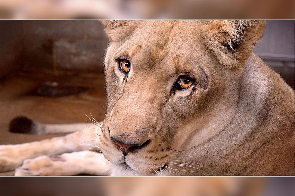 A New Lion Has Arrived at Ellen Trout Zoo in Lufkin, Texas