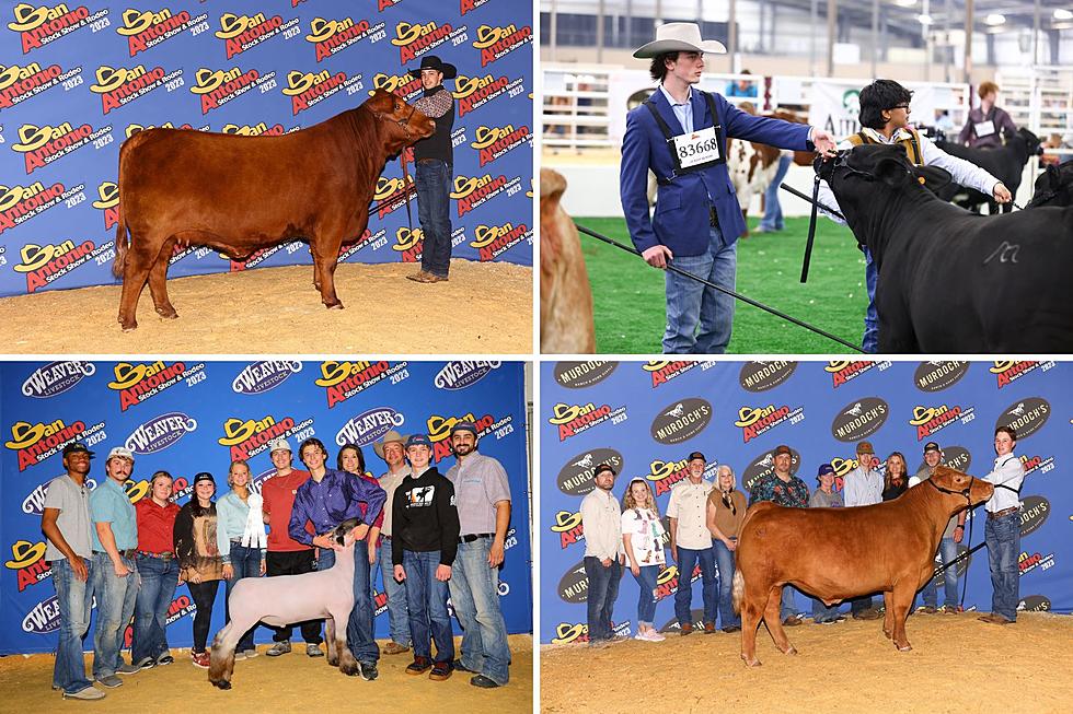 Four Lufkin High School Students Place at San Antonio Stock Show