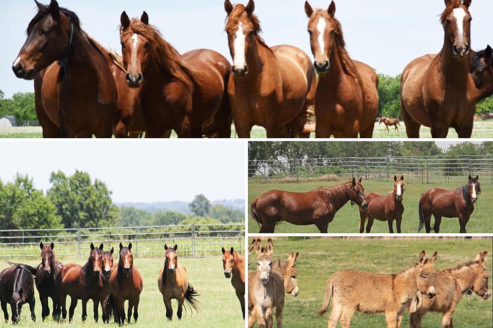 You Can Adopt a Wild Horse or Burro This Weekend in Lufkin, Texas