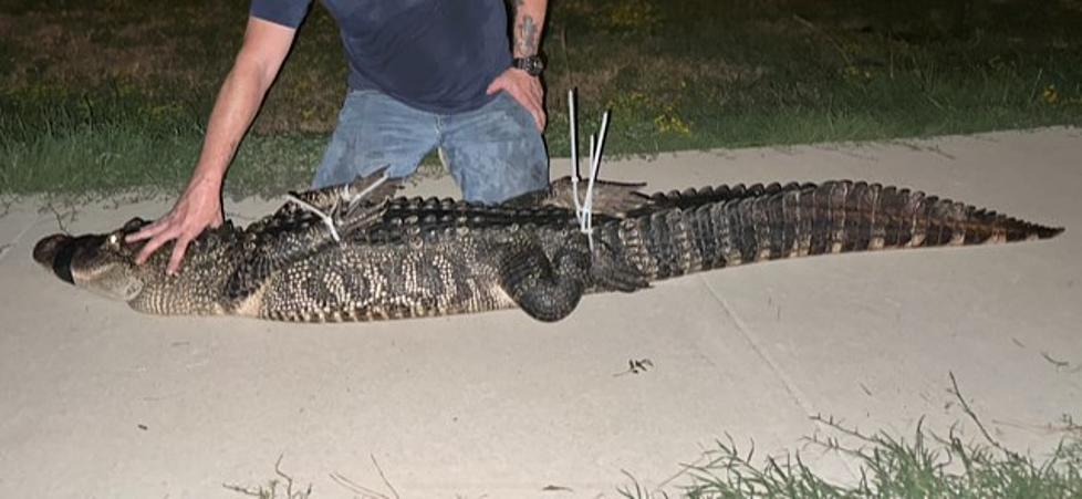 See Ya Later, Large Alligator Removed from East Texas City Park