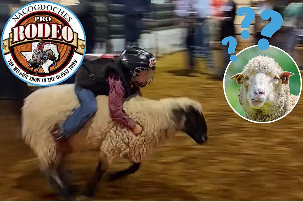 Sign Your Kid Up Now for Mutton Busting At the Nacogdoches Rodeo