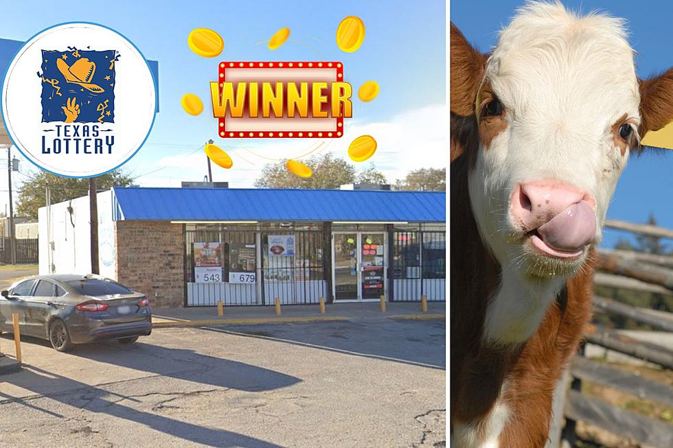 Texas Store With An Affection for Cows Sells $17.5 Million Ticket