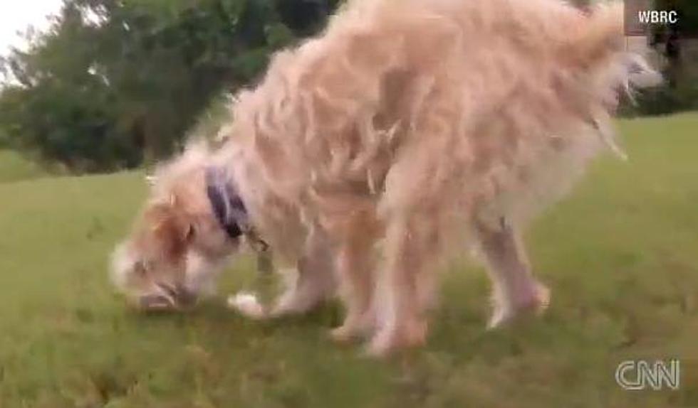 Dog Blown Away by a Tornado Walks Home 23 Days Later with Two Broken Legs [Video]