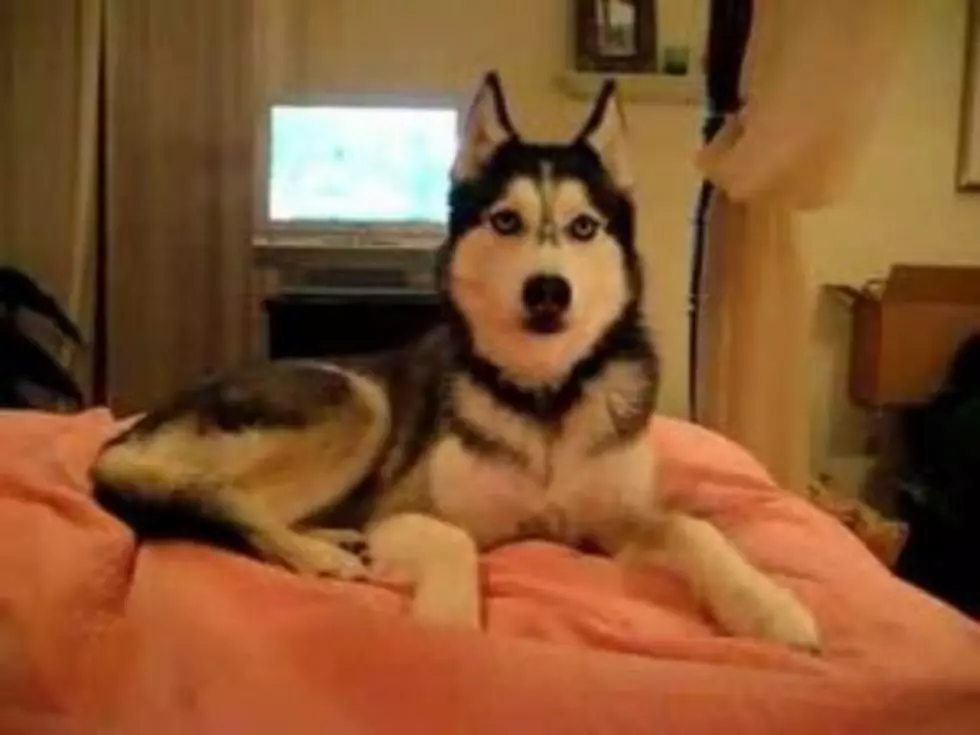 Dog Says &#8220;I Love You&#8221; [VIDEO]