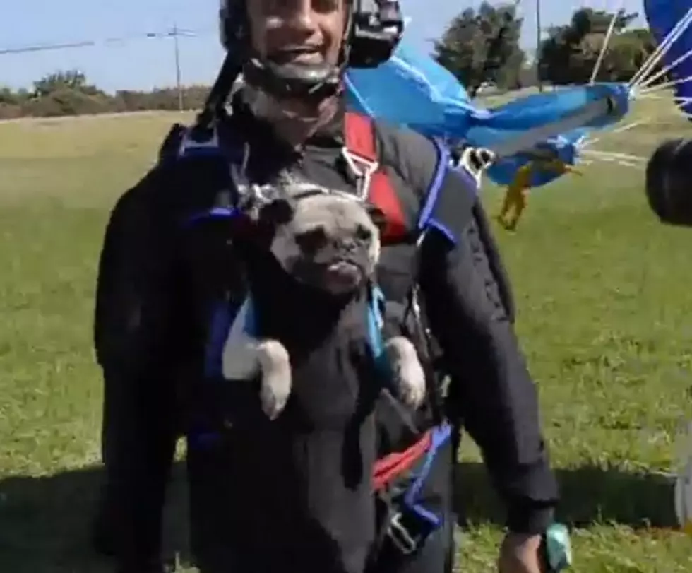 Have No Fear ‘Otis’ The Super Dog Is Here [VIDEO]