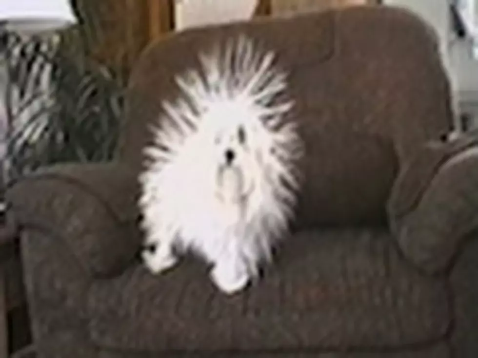 Dog With a Bad Case of Static Cling [VIDEO]
