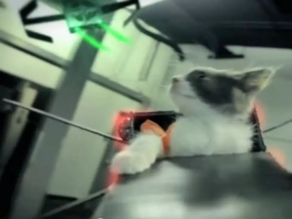 Jedi Kittens Strike Back [VIDEO]