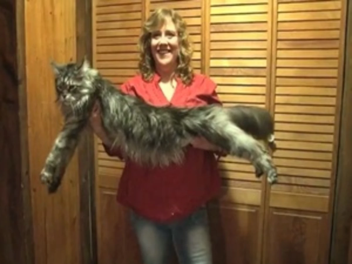 World Record: The Longest Cat is Really Really Long VIDEO