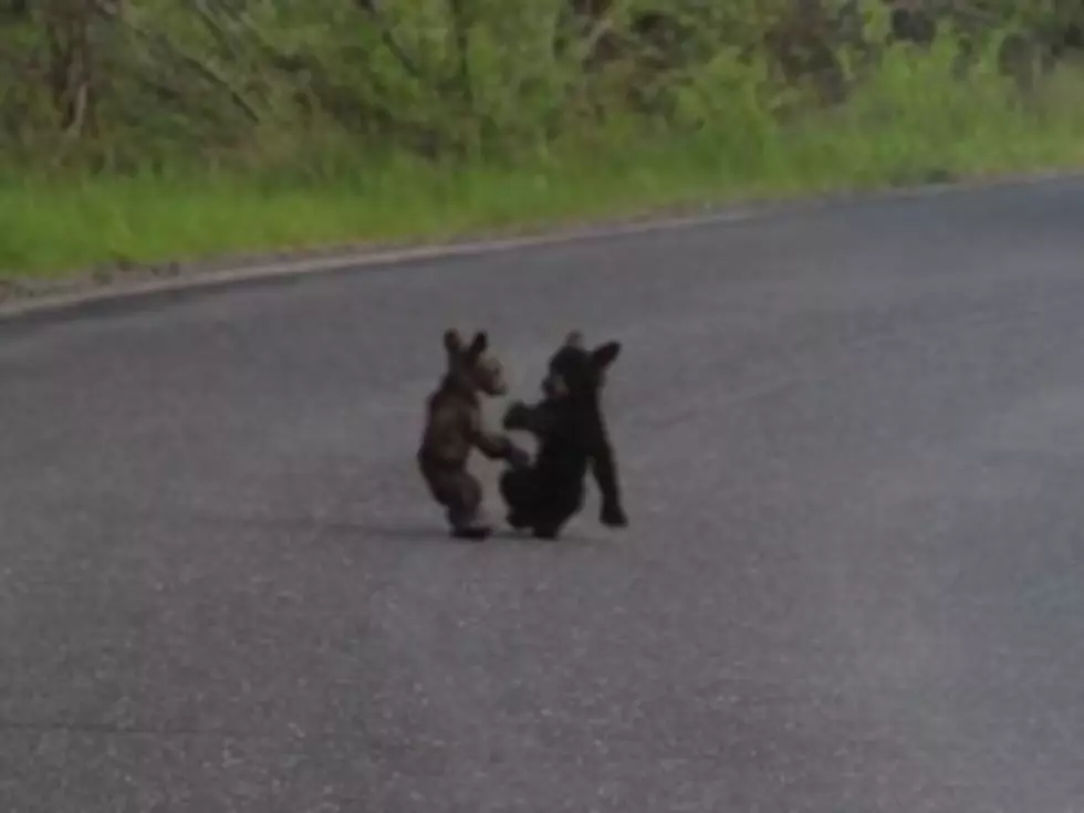 Bear Cubs Put on a Show For Tourists in Yosemite [VIDEO]