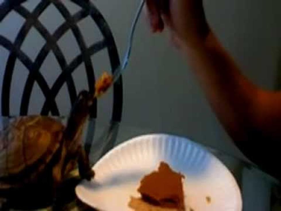 Do You Like Pumpkin Pie? This Turtle Does! [VIDEO]