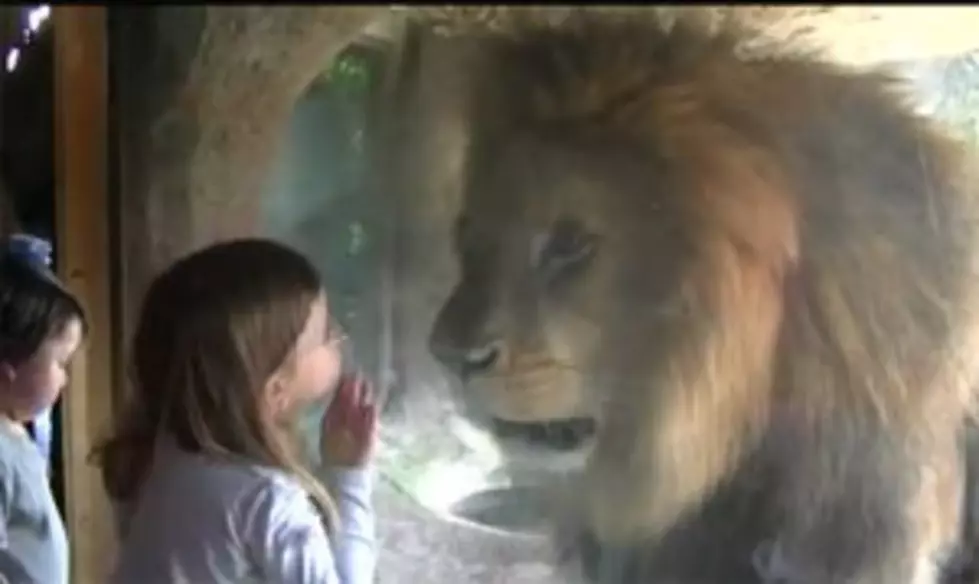 This Three Year Old Isn&#8217;t Afraid of no Big Nasty Lion [Video]