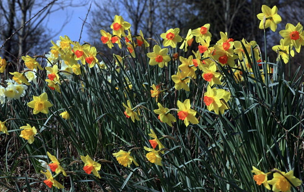 Spring Has Sprung At Ellis Home & Garden