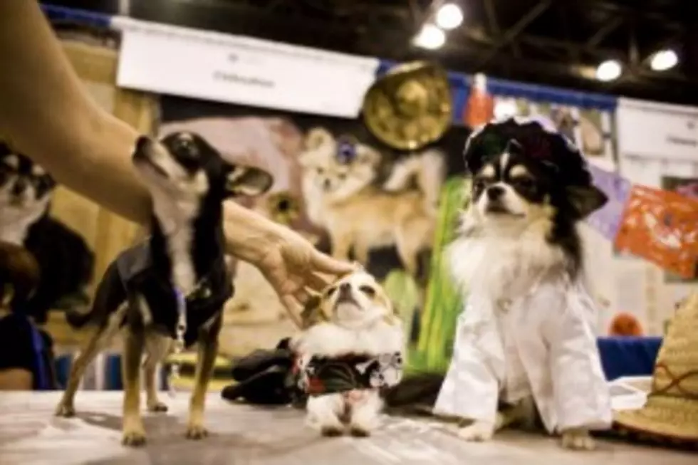 &#8216;Who Let The Dogs Out&#8217; Woof Woof-AKC Dog Show June 16-17