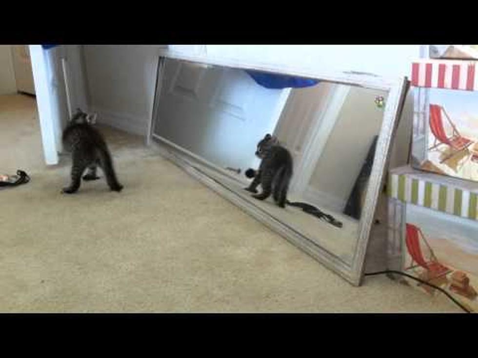 Adorable Kitten Sees Himself in The Mirror [VIDEO]