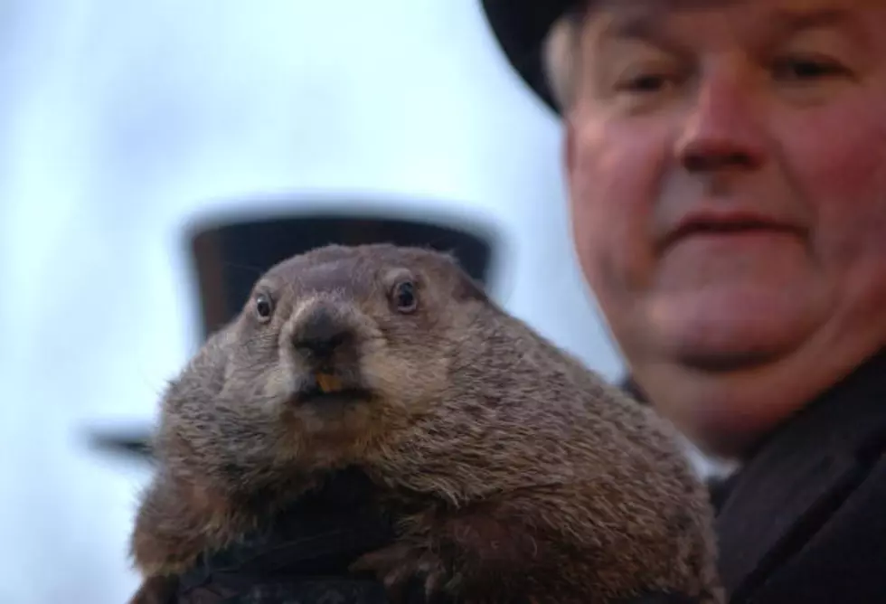 Groundhog Day Facts, Get Educated Here