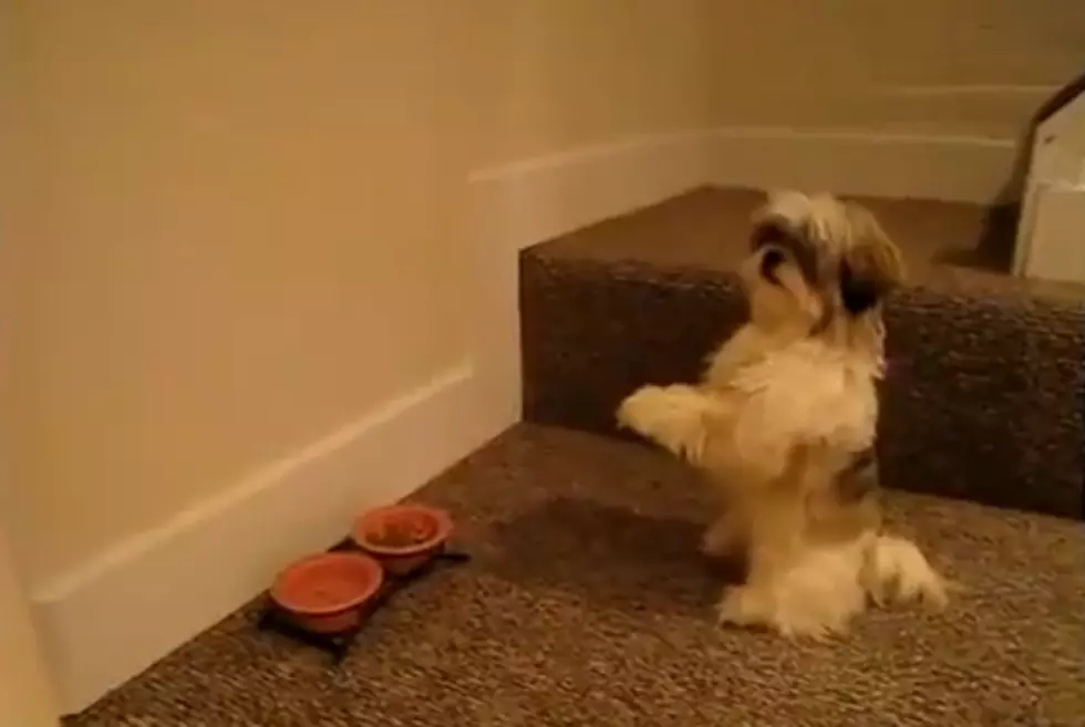 You’re Going to Love This Praying Pooch [VIDEO]