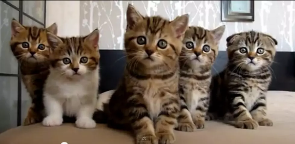 Adorable Kittens Dancing Chorus [VIDEO]