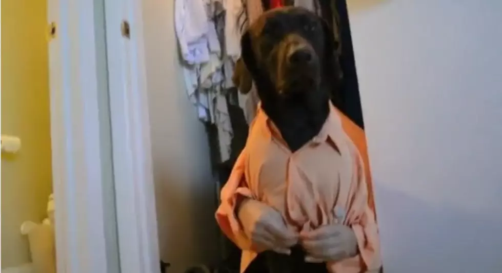 A Dog’s Day Can be “Ruff” [VIDEO]