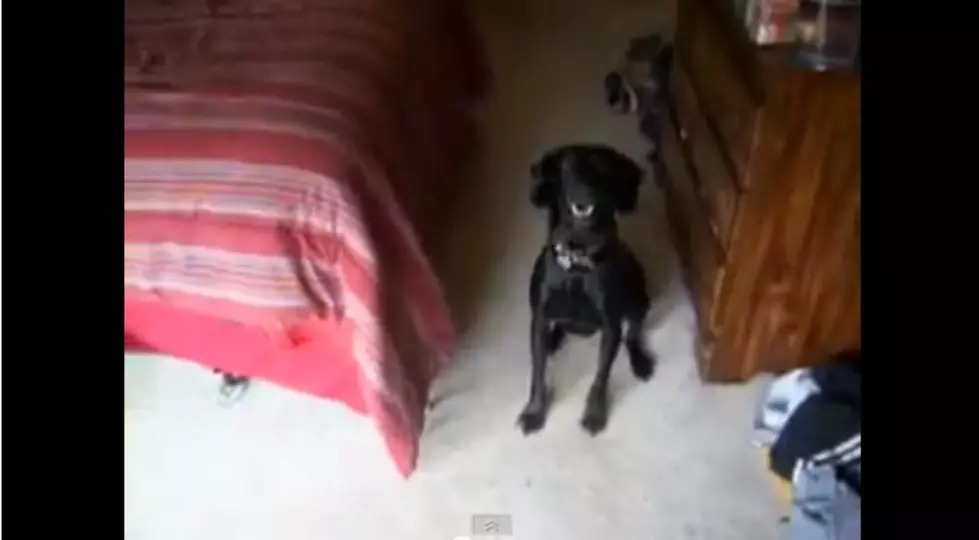 This Dog Knows The Difference Between a Bath And a Walk! [VIDEO]