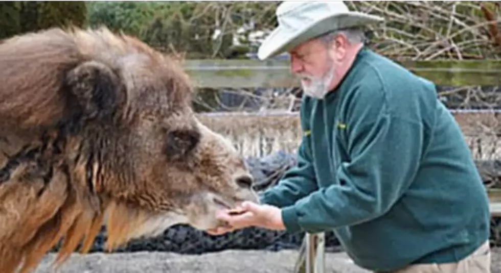 This Camel Has Great Record For Predicting Super Bowl Winner! [POLL]