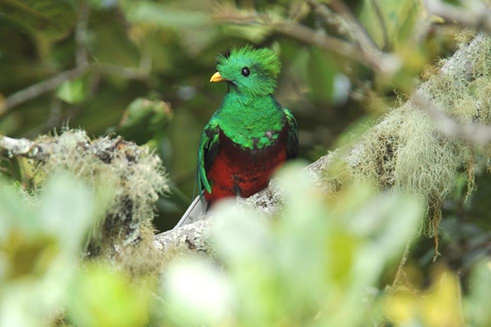 Q Is For Quetzal – The ABCs Of Cancer